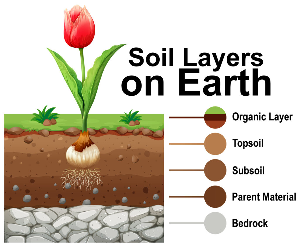 Soil Horizons: Uncovering Earth's Layers