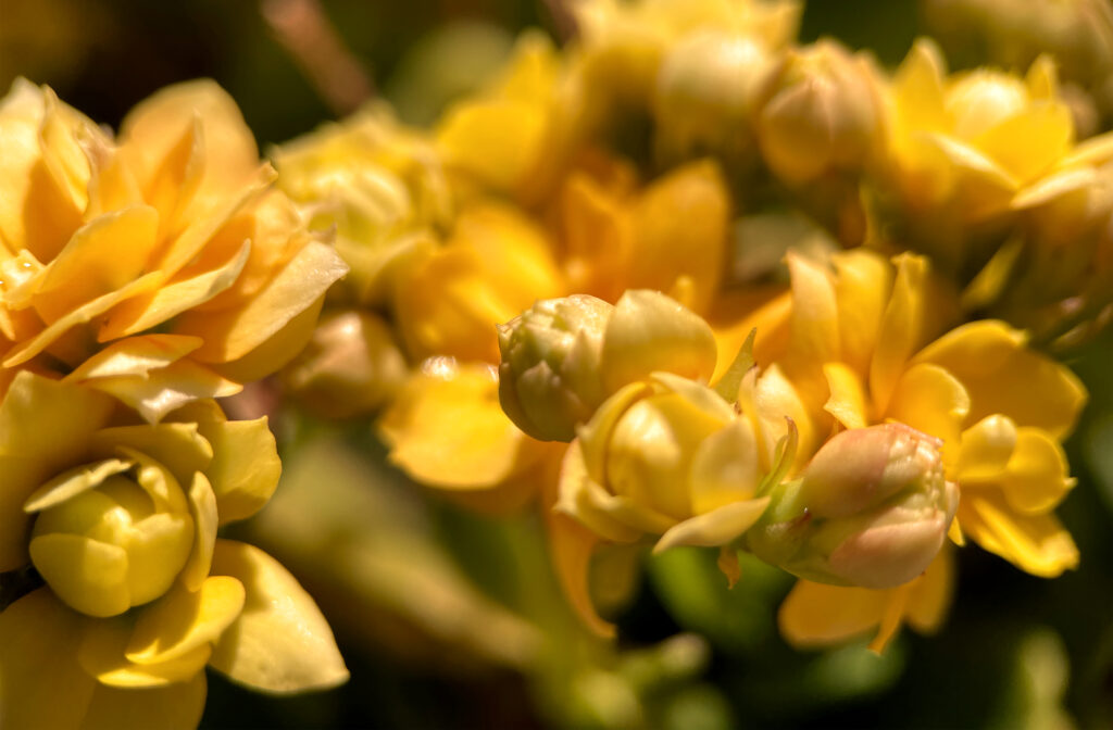 Yellow Flower Medicinal Plant